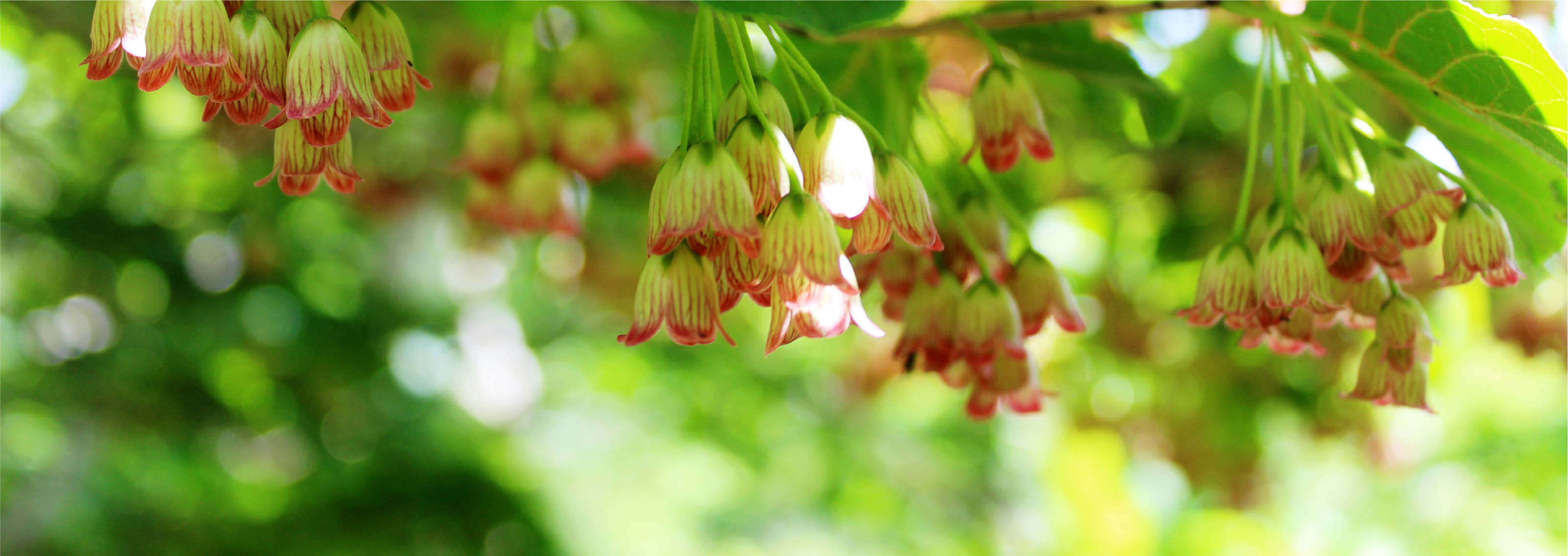 花カレンダー｜広島県のキャンプ場 恐羅漢エコロジーキャンプ場